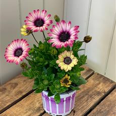 Osteospermum (varied colours)