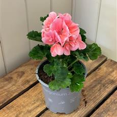 Geranium varied pink or coral 