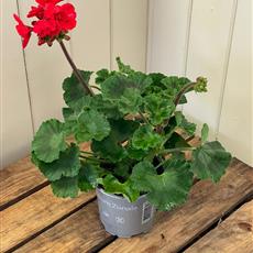 Geranium red