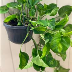 Epipremnum Pathos