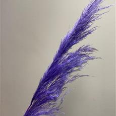 Pampas Grass - Purple