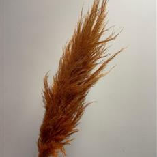 Pampas Grass - Autumn Orange