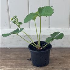 Strawberry plant