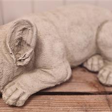 Sleeping Frenchie