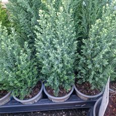 Conifer