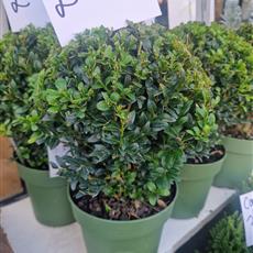 Buxus Ball Plant