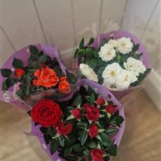Patio Roses