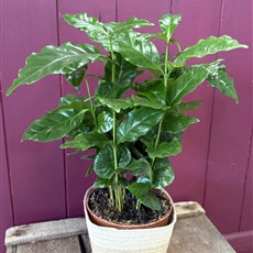 Coffee Plant with pot