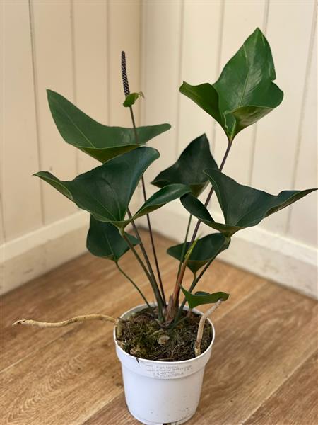 Anthurium Arrow