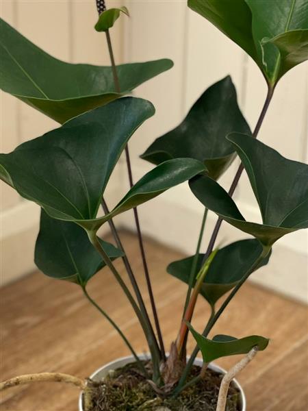 Anthurium Arrow | Roses of Rosehill | Carshalton Florist